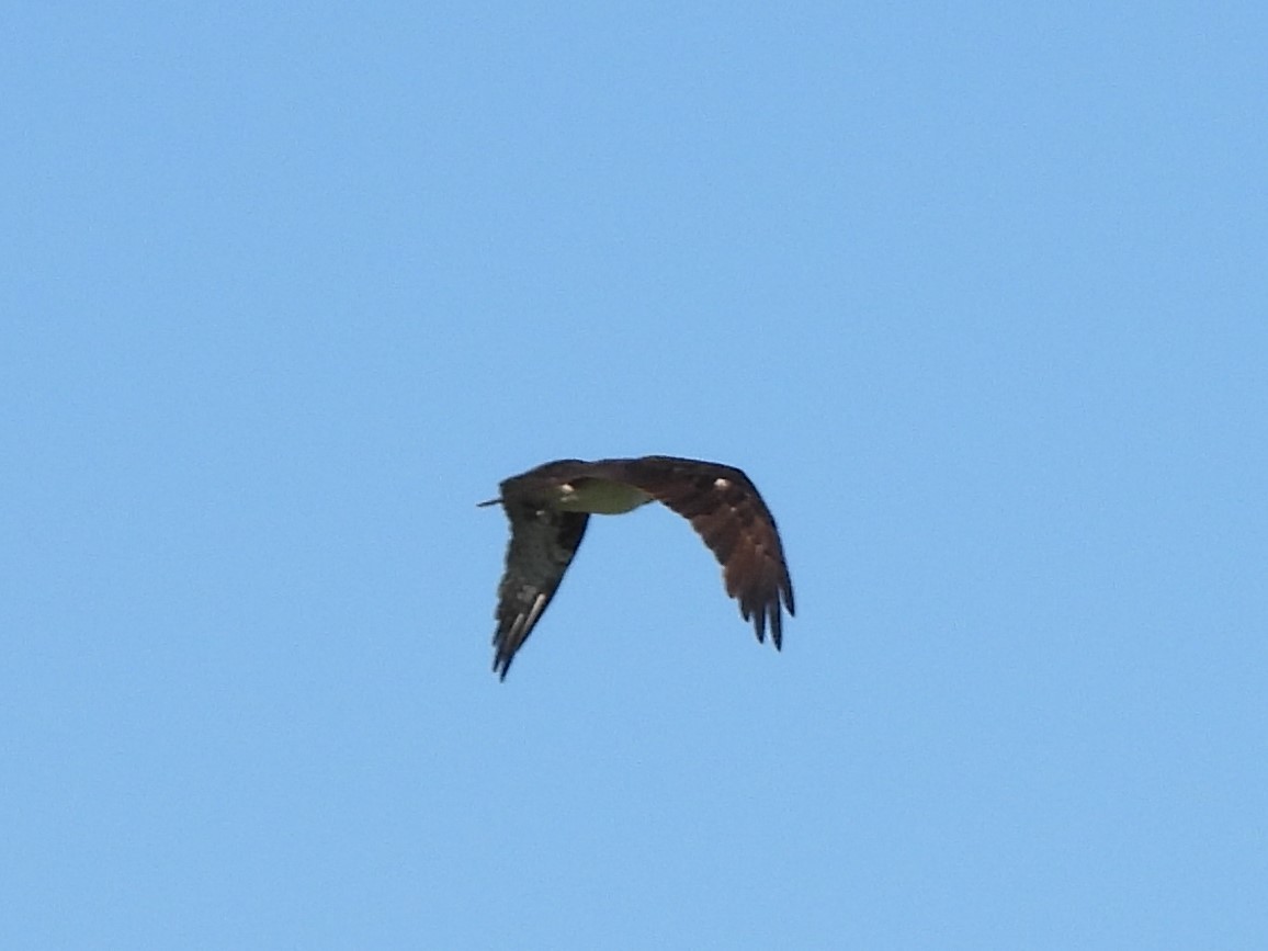 Osprey - ML647377167