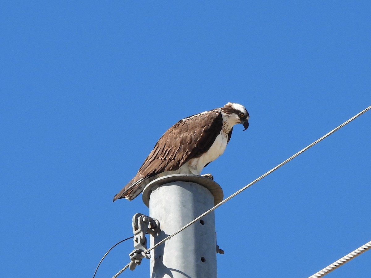 Osprey - ML647377168
