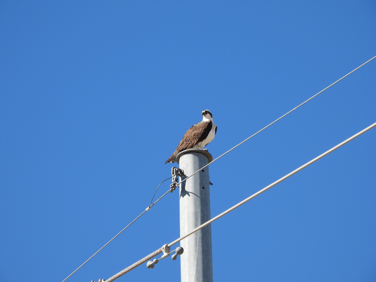 Osprey - ML647377169