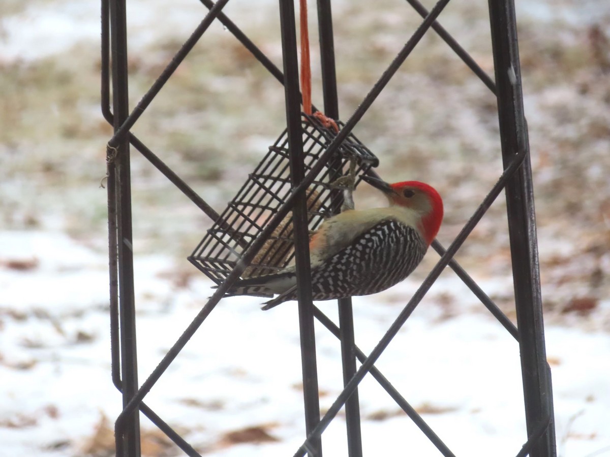 Red-bellied Woodpecker - ML647377172