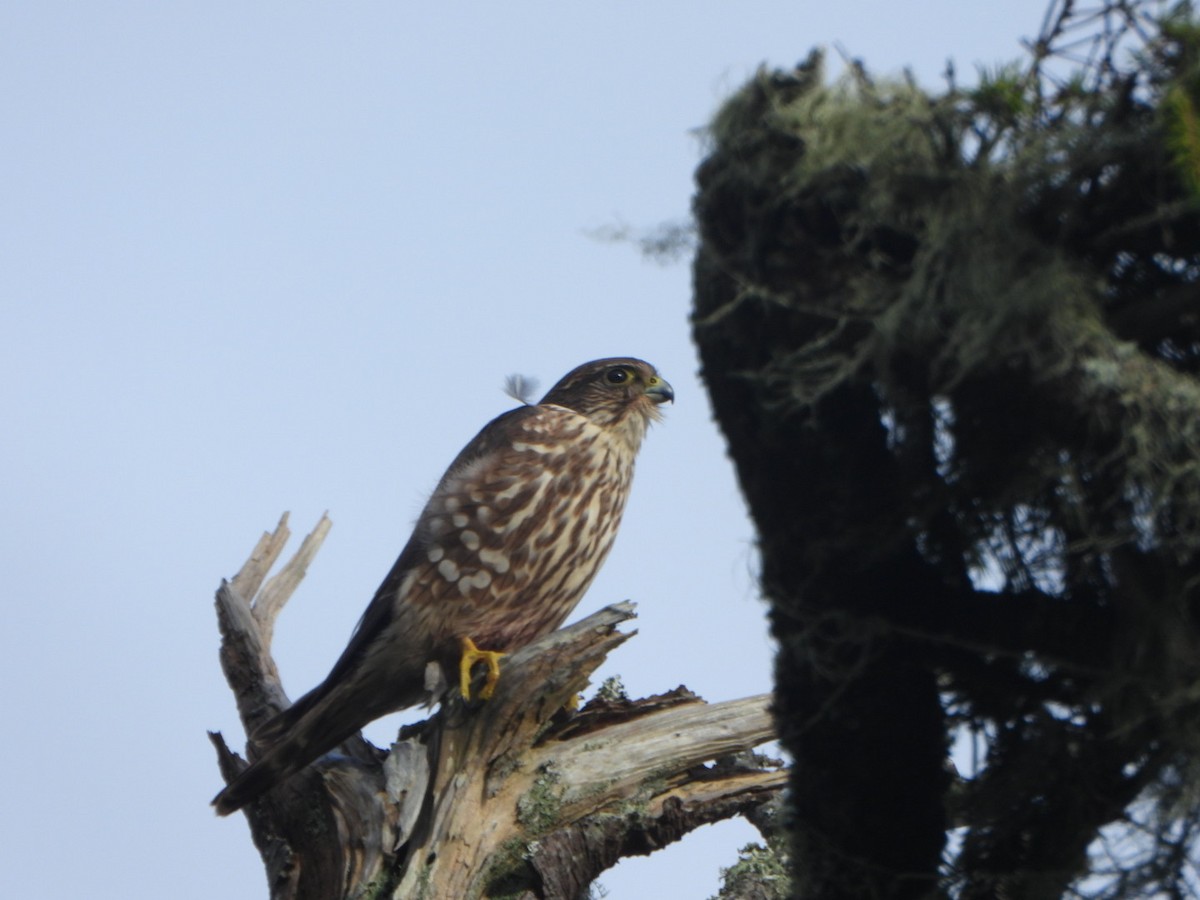 Хайргууна шонхор - ML647377173