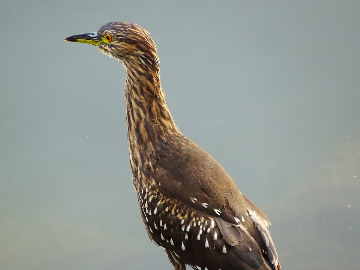 Black-crowned Night Heron - ML647377174