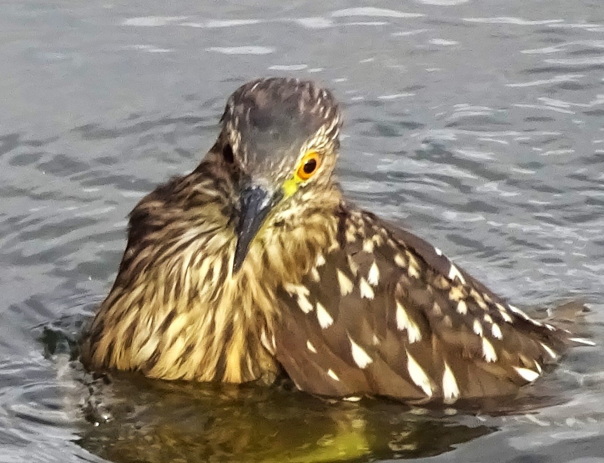 Black-crowned Night Heron - ML647377175