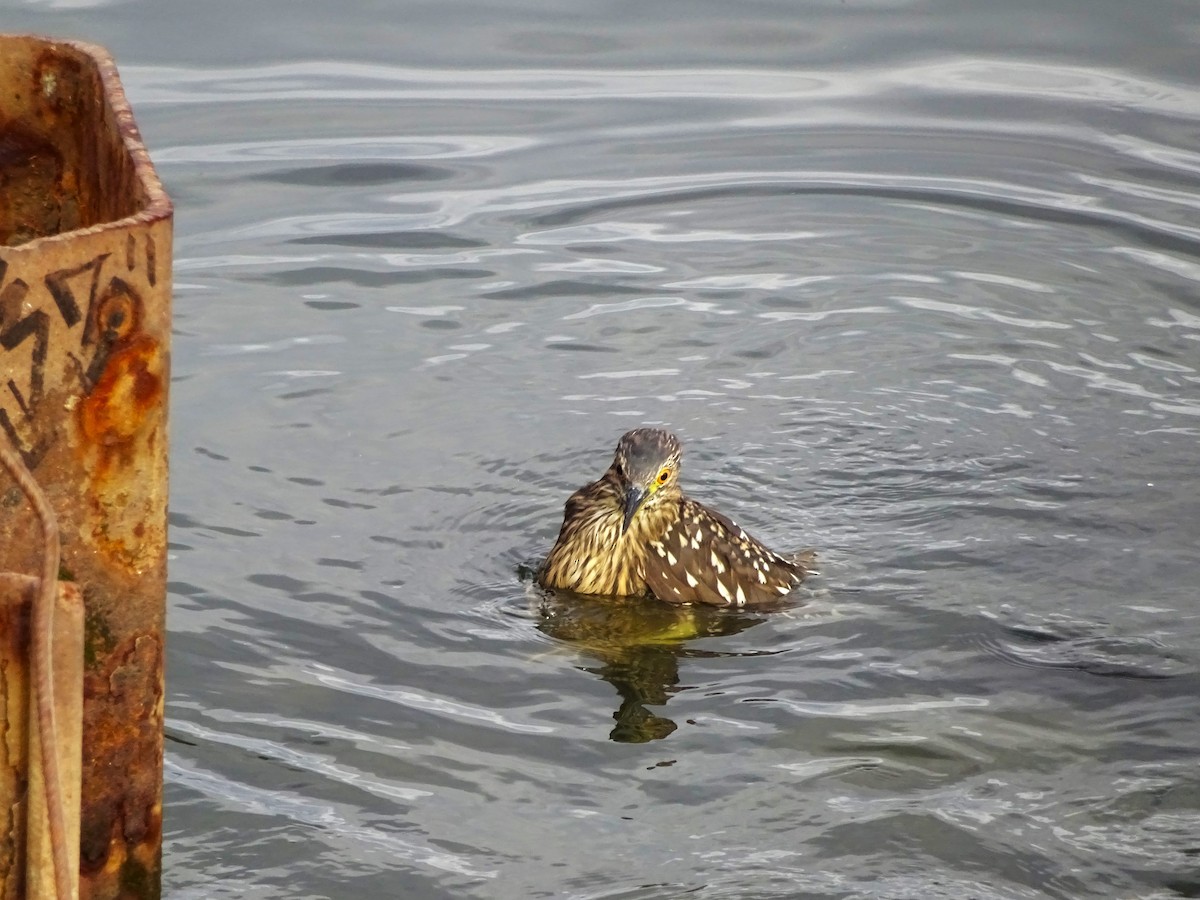 Black-crowned Night Heron - ML647377176