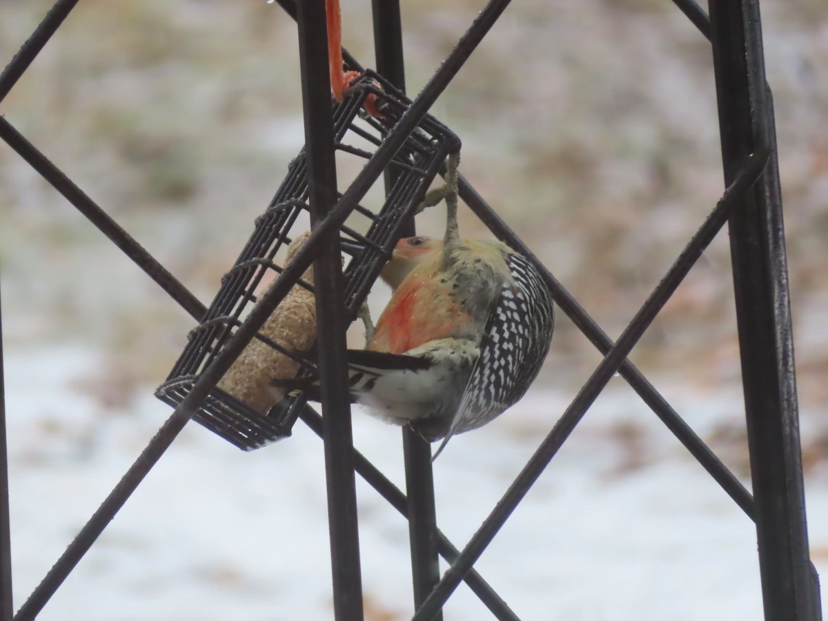 Red-bellied Woodpecker - ML647377177
