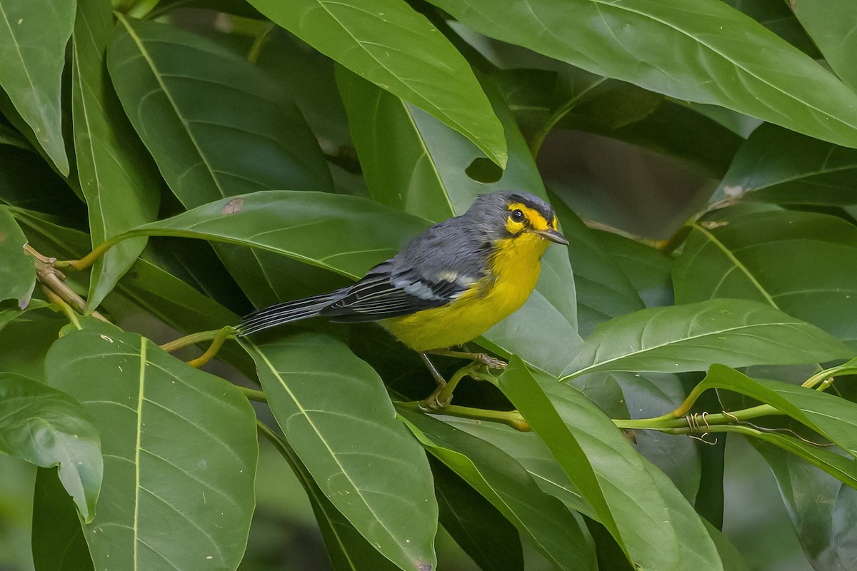 St. Lucia Warbler - ML647377182