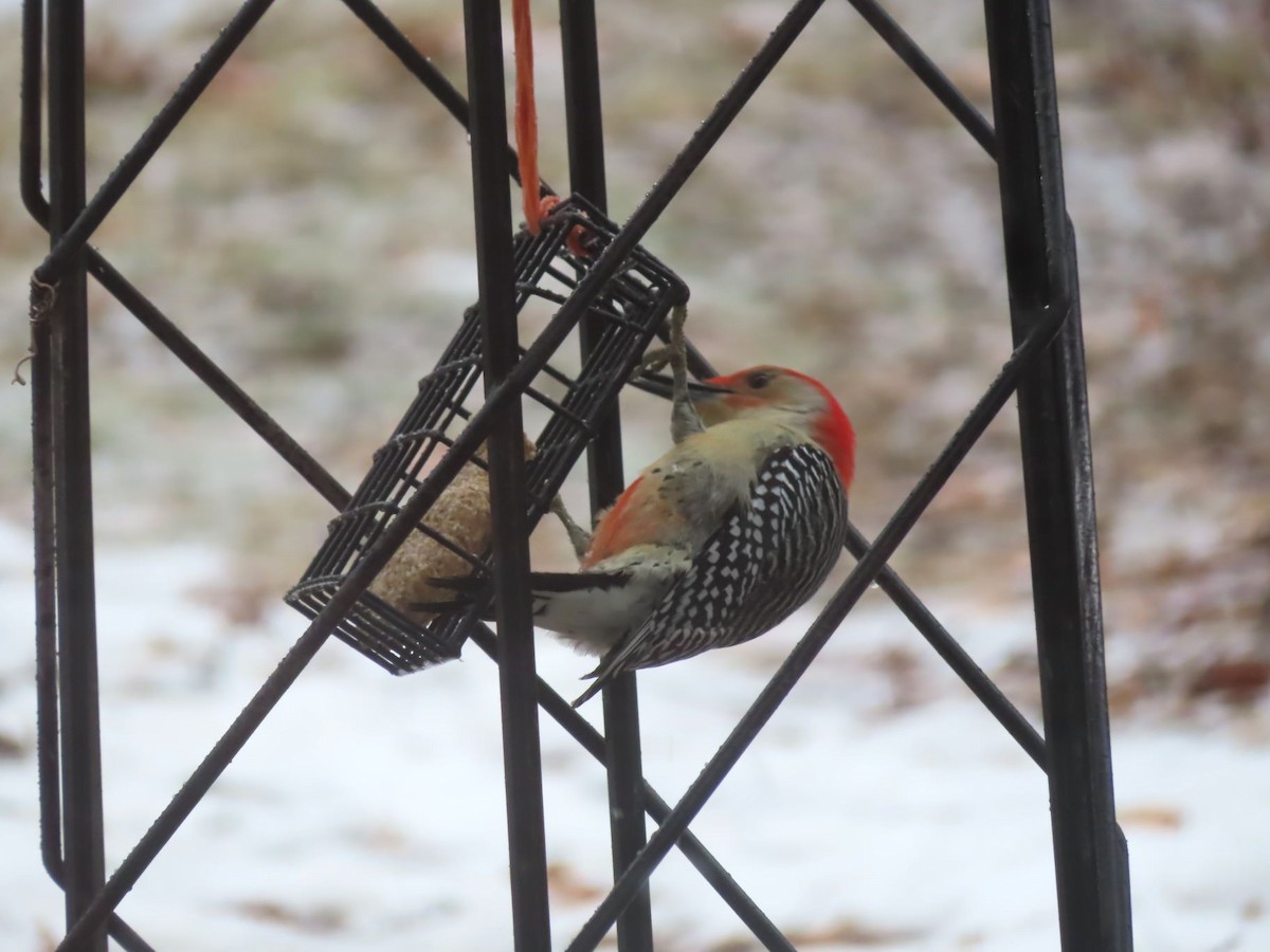 Red-bellied Woodpecker - ML647377183