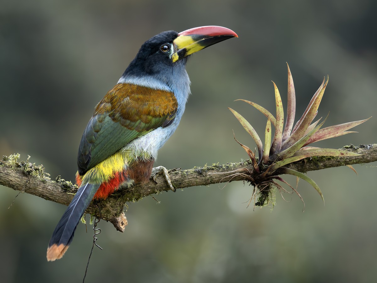 Tucán Pechigrís - ML647377191