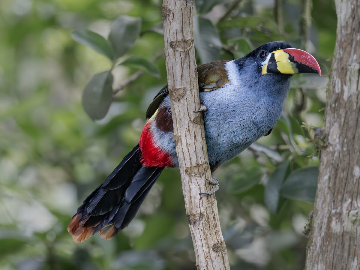 Tucán Pechigrís - ML647377192