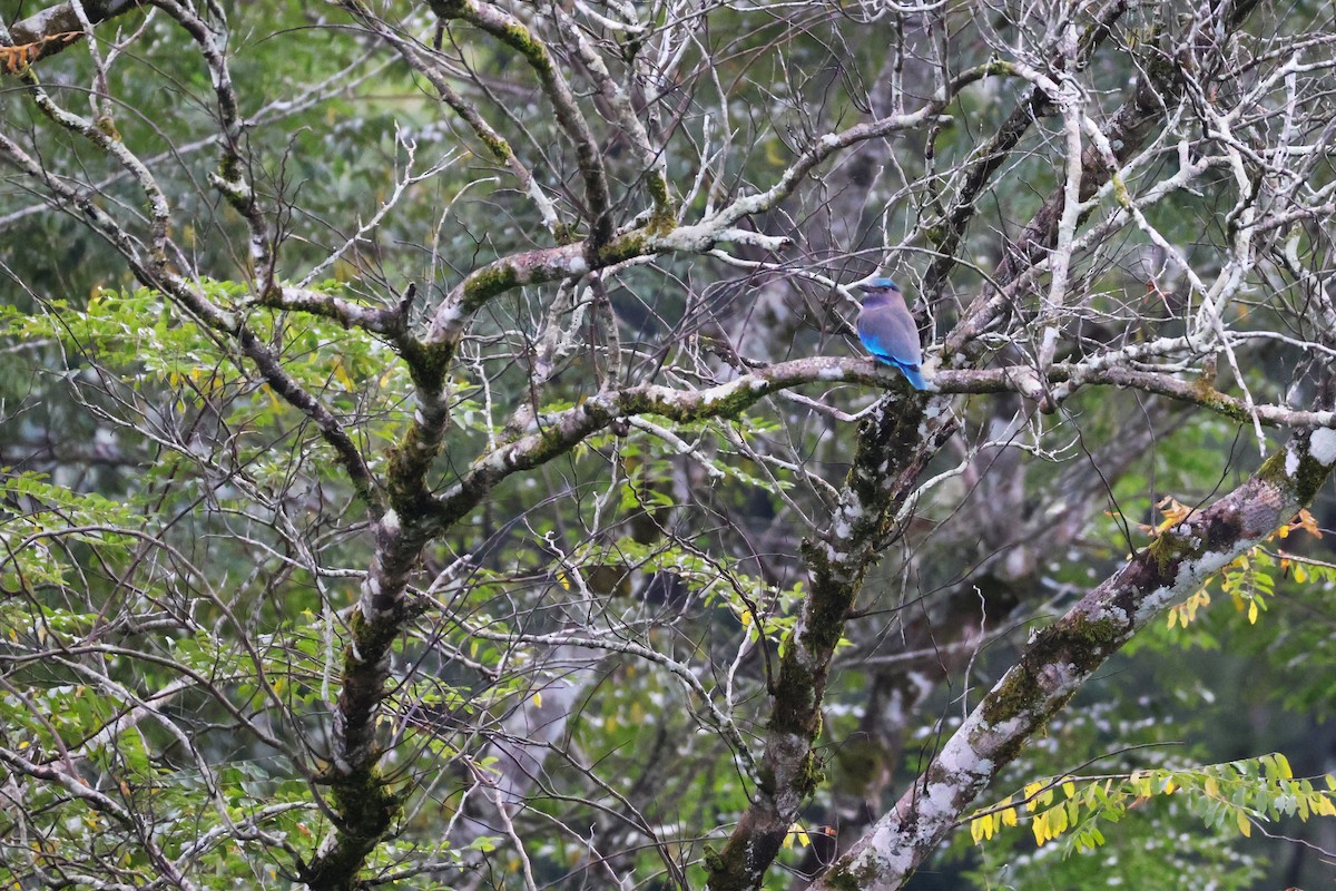 Indochinese Roller - ML647377198