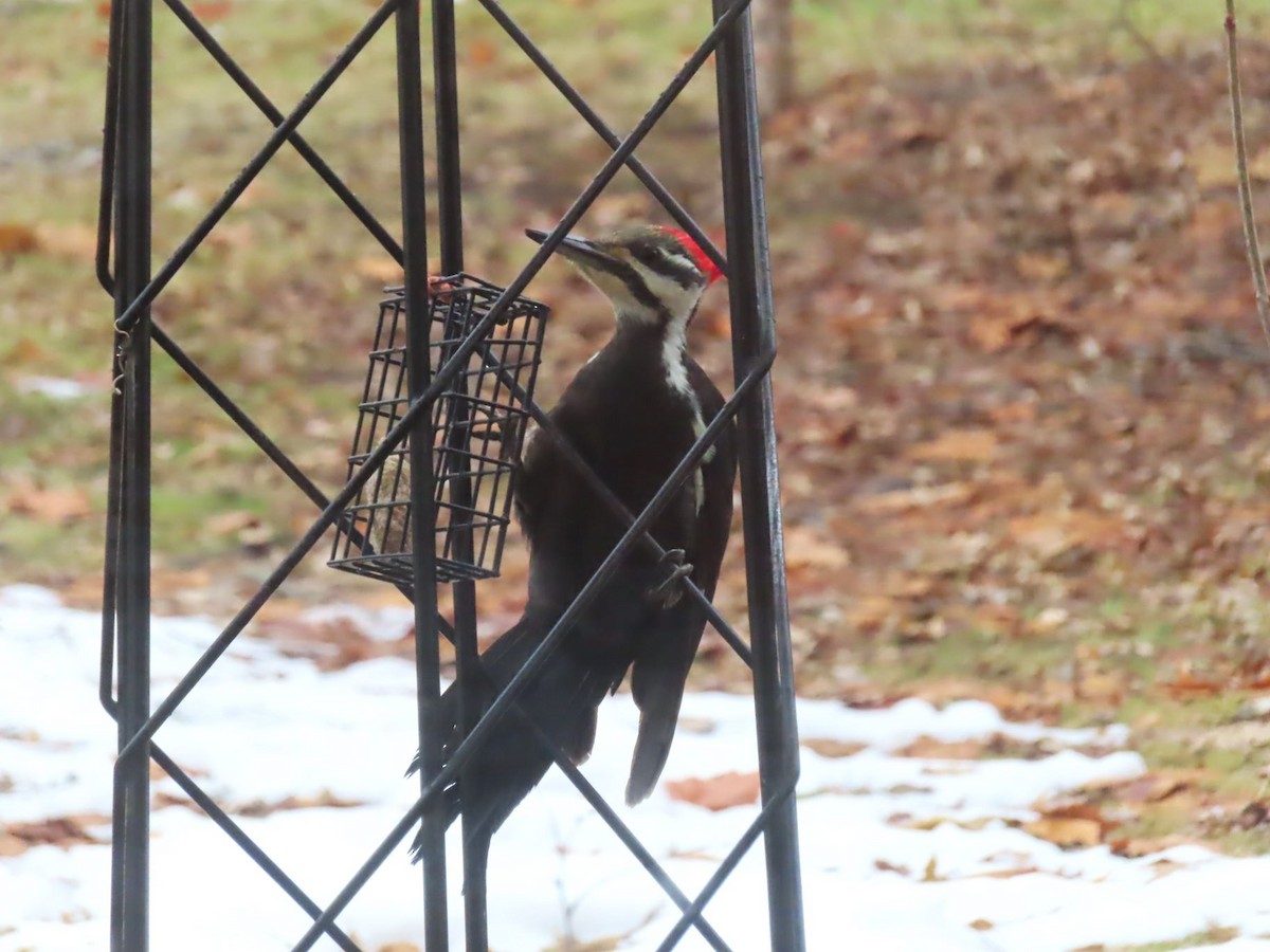 Pileated Woodpecker - ML647377203