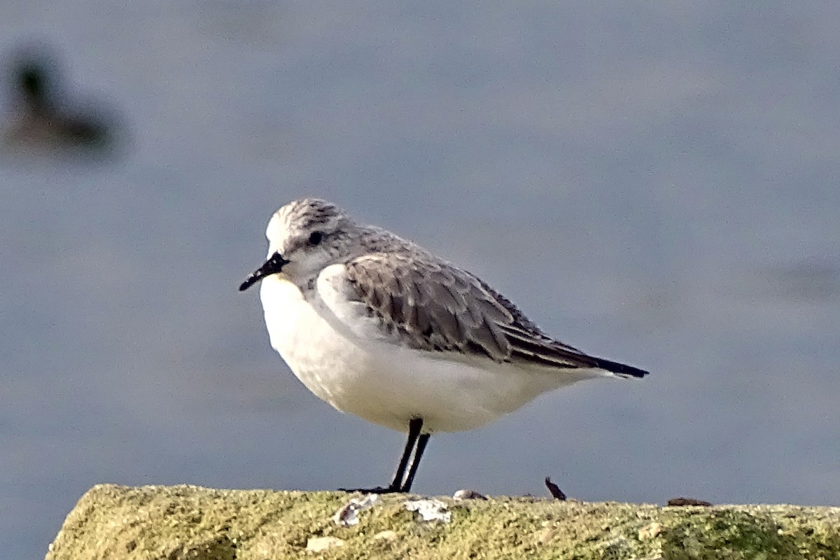 Sanderling - ML647377209