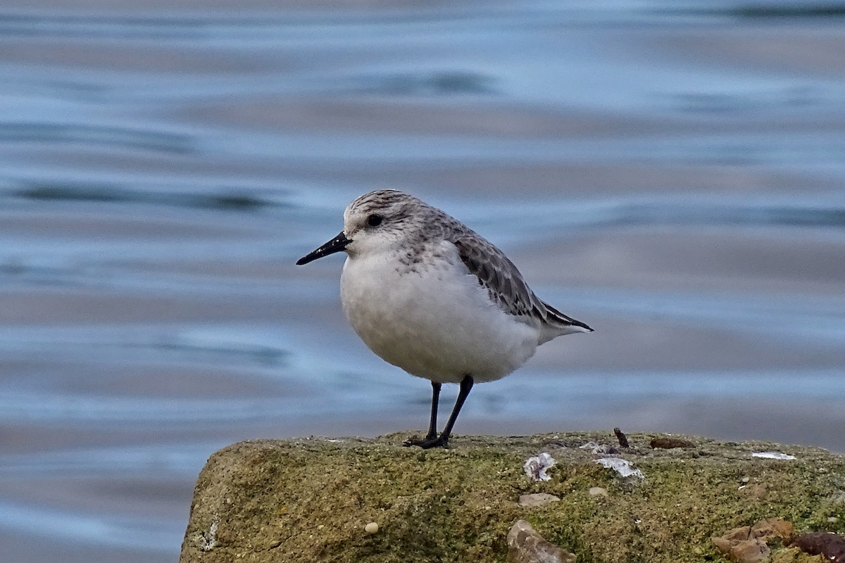Sanderling - ML647377210