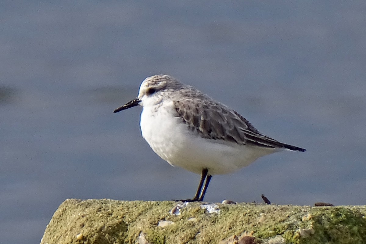 Sanderling - ML647377211
