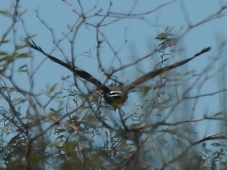 Harris's Hawk - ML647377213