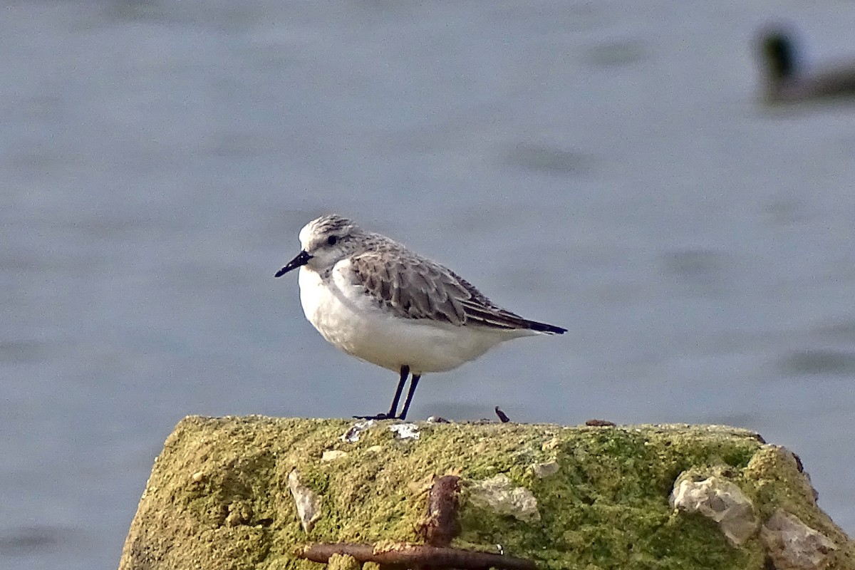 Sanderling - ML647377215