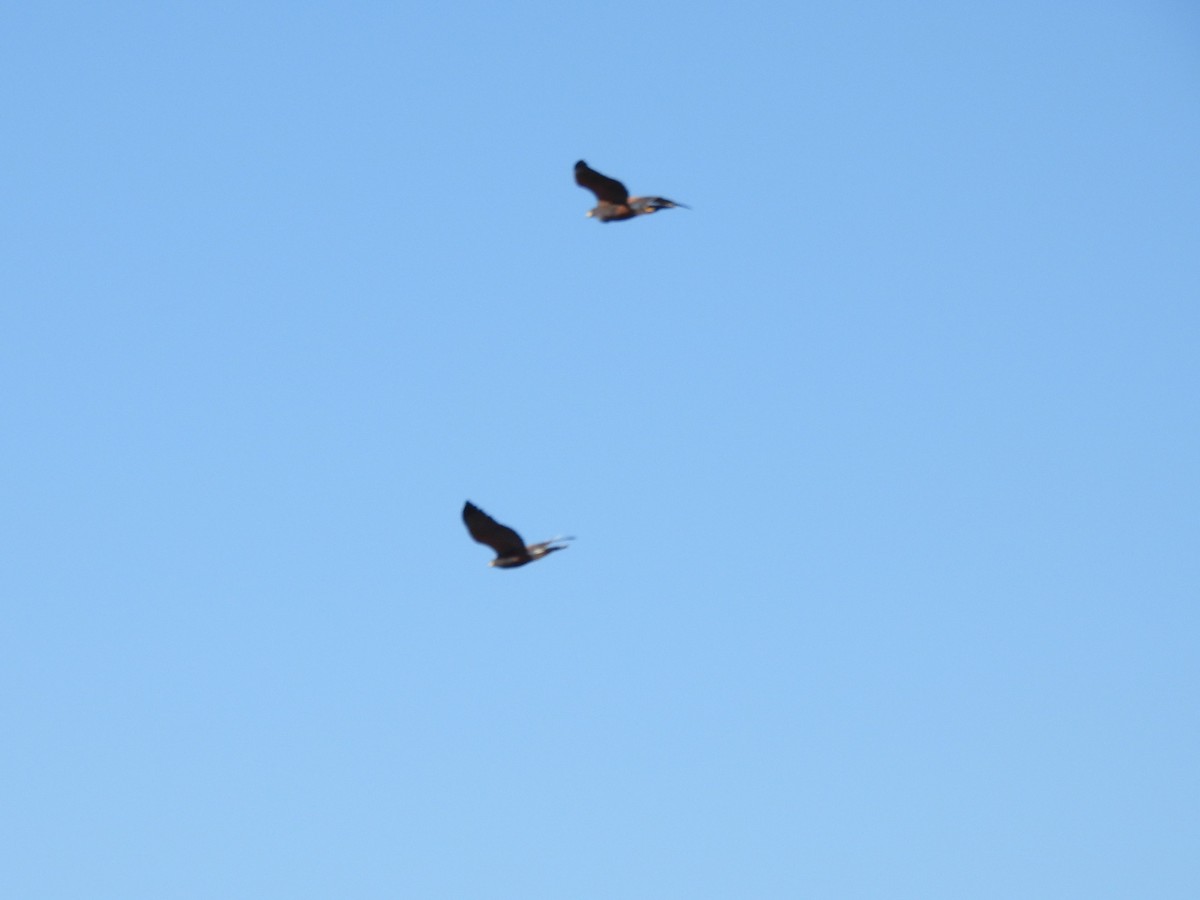 Harris's Hawk - ML647377216