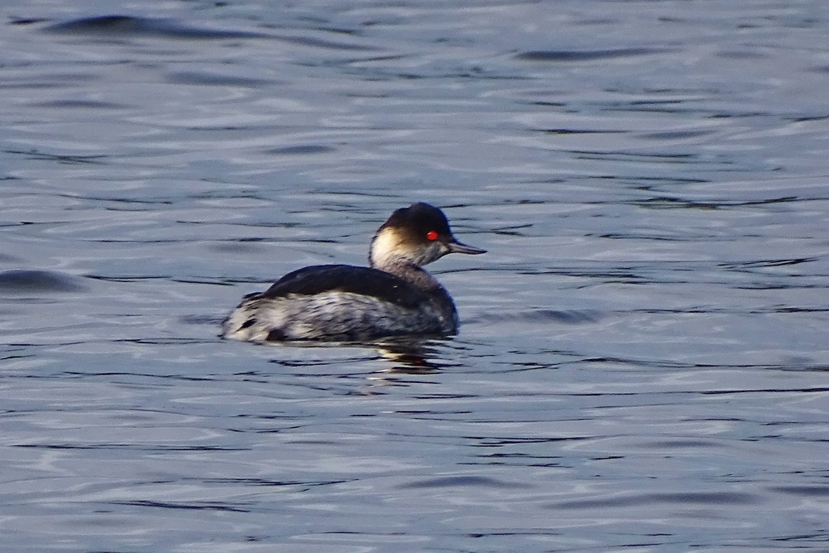 Eared Grebe - ML647377217