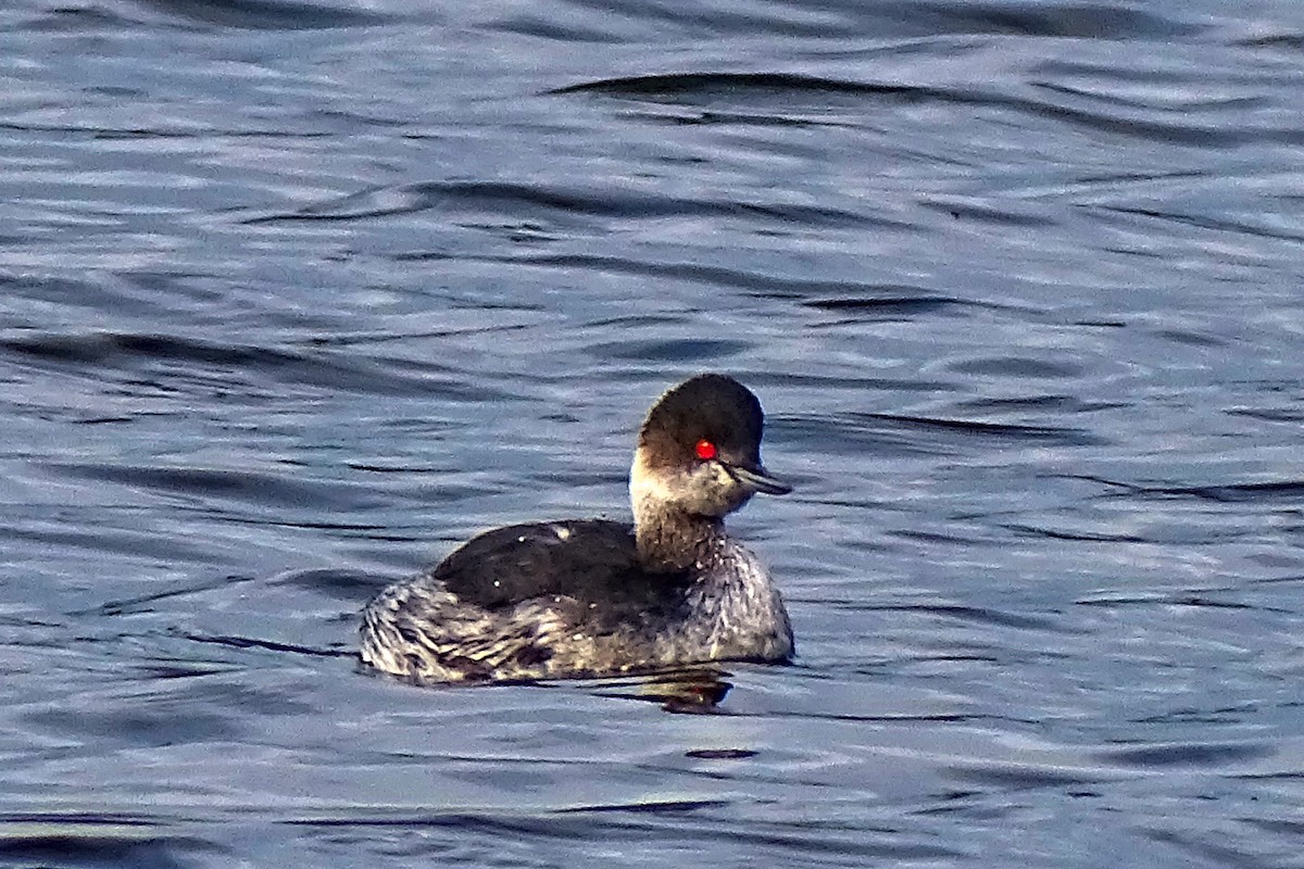 Eared Grebe - ML647377218