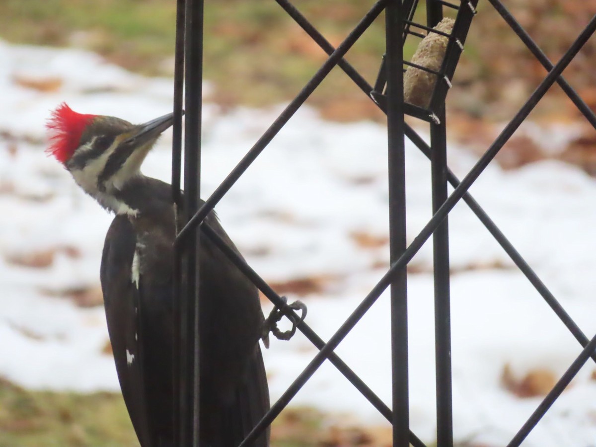 Pileated Woodpecker - ML647377219