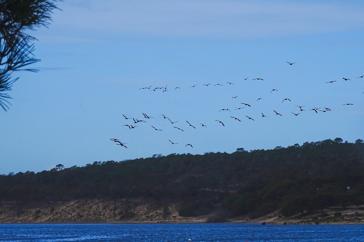 Great Cormorant - ML647377221