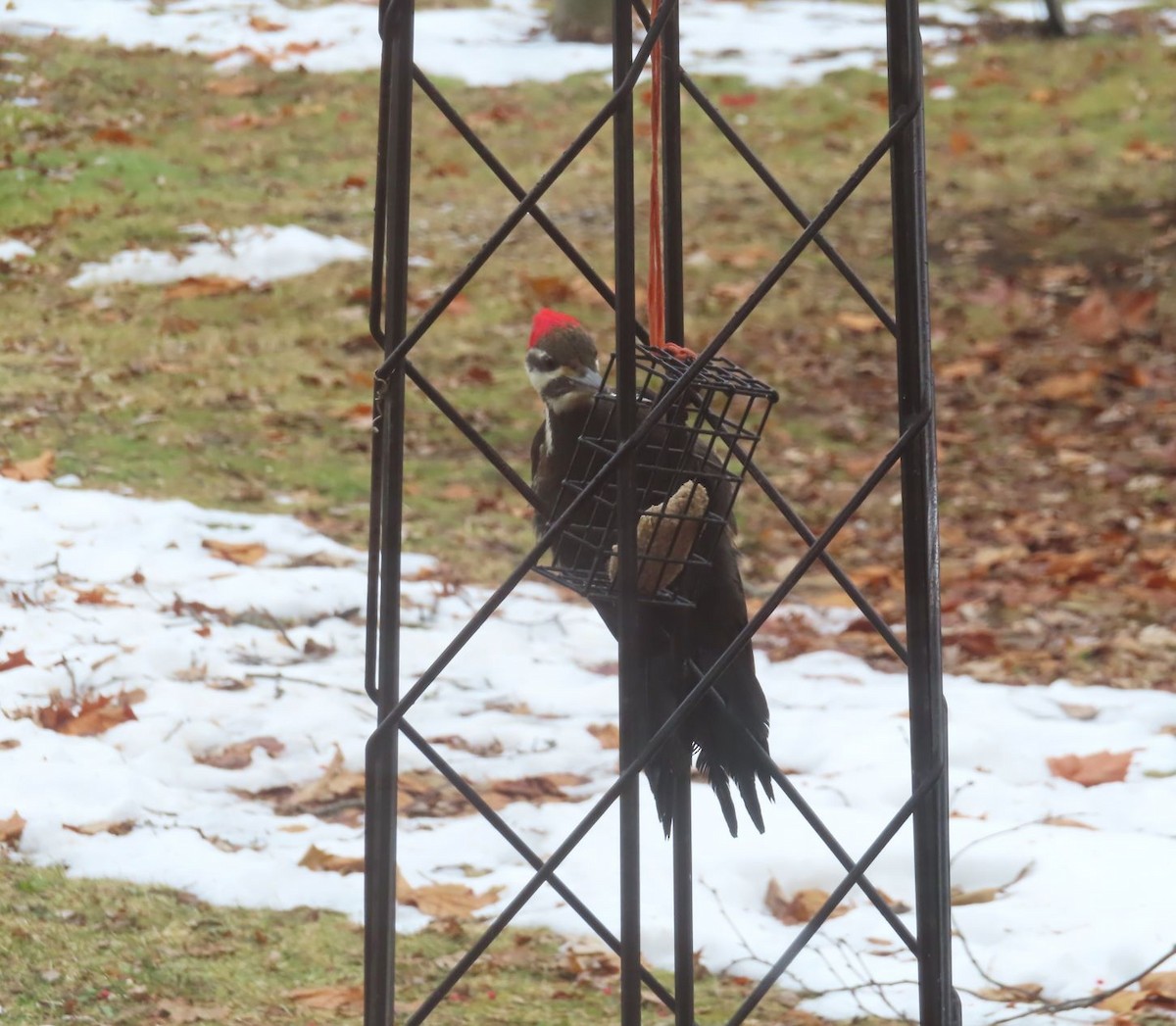 Pileated Woodpecker - ML647377222