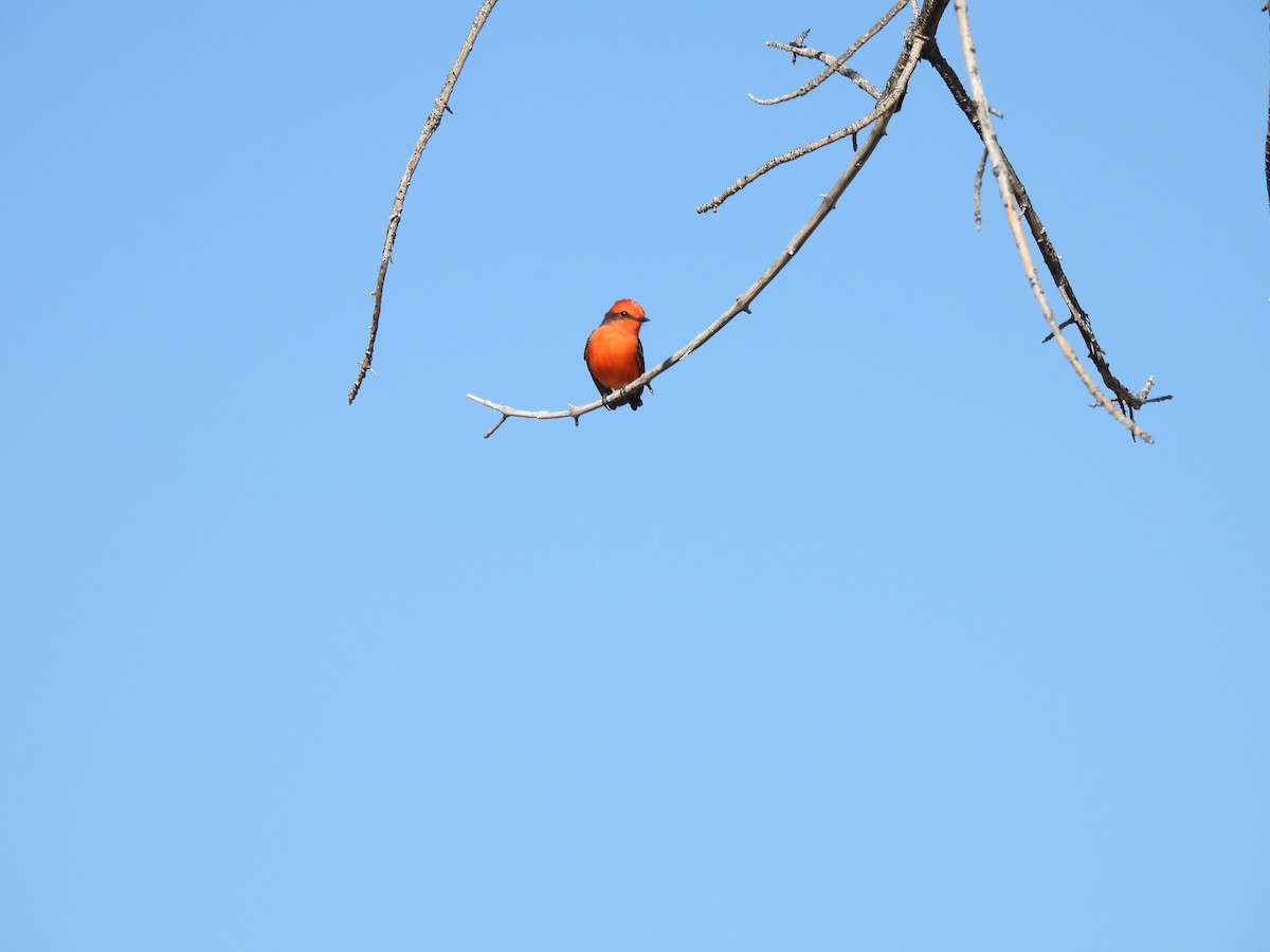 Vermilion Flycatcher - ML647377225