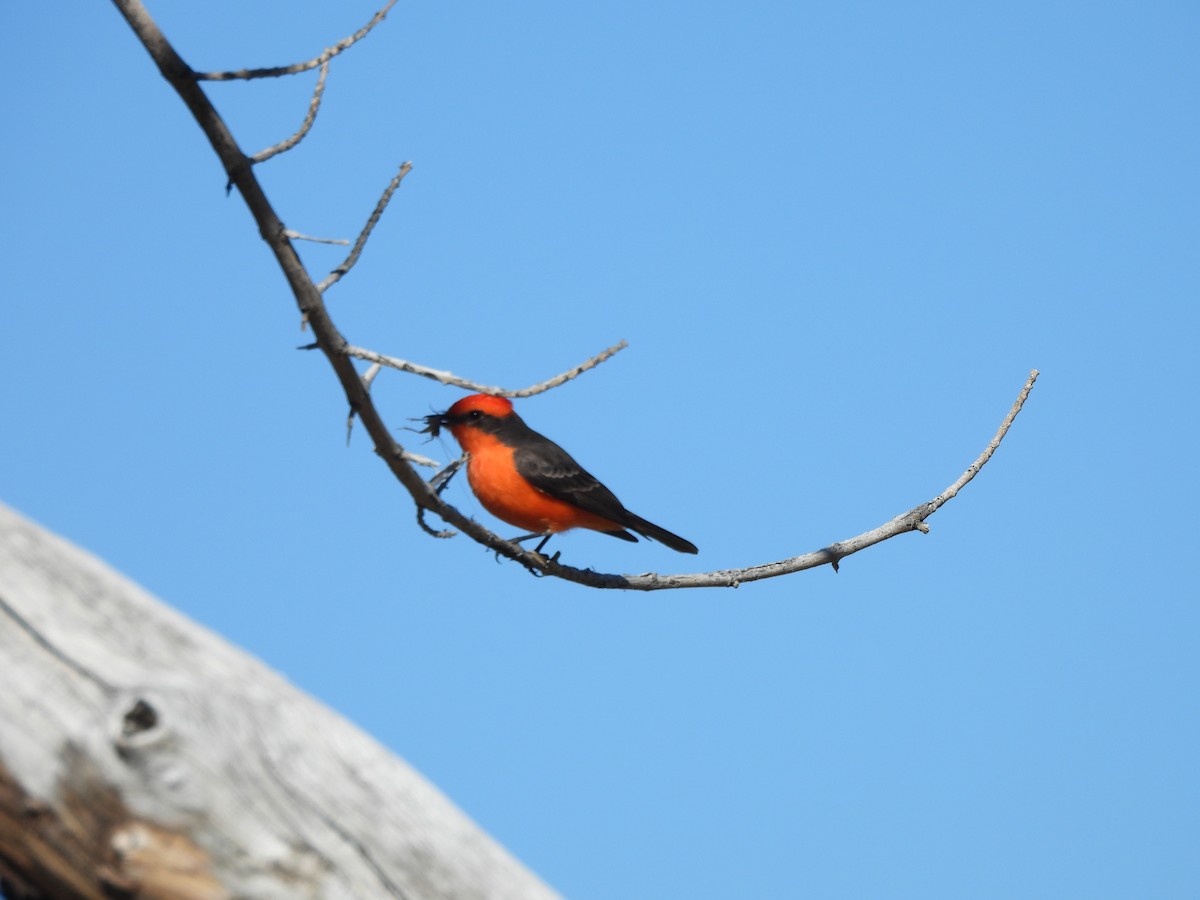 Vermilion Flycatcher - ML647377226