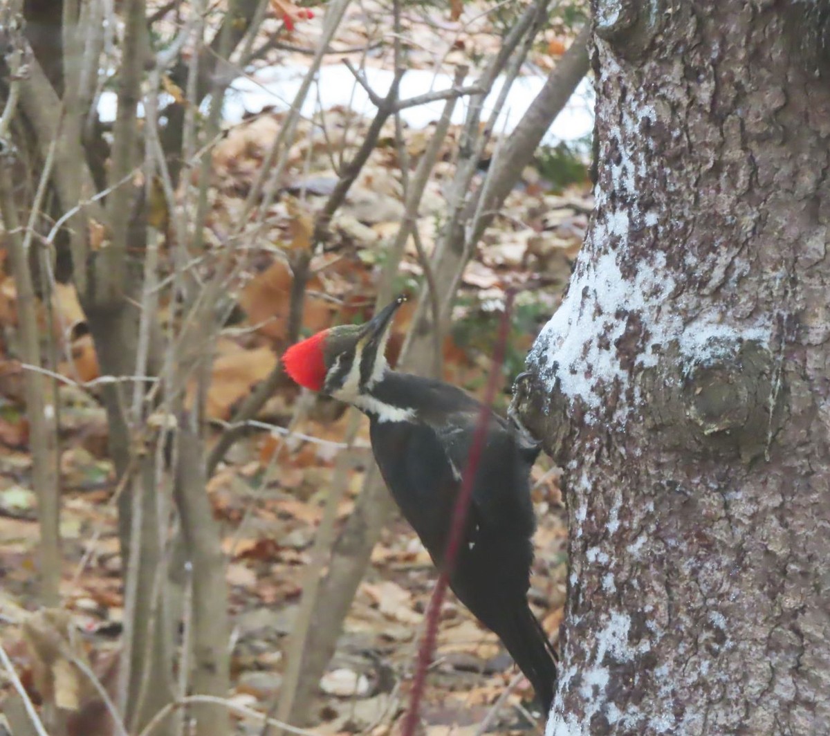 Pileated Woodpecker - ML647377227