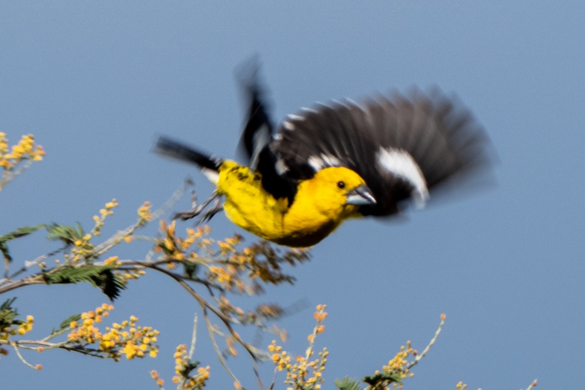 Golden Grosbeak - ML647377228