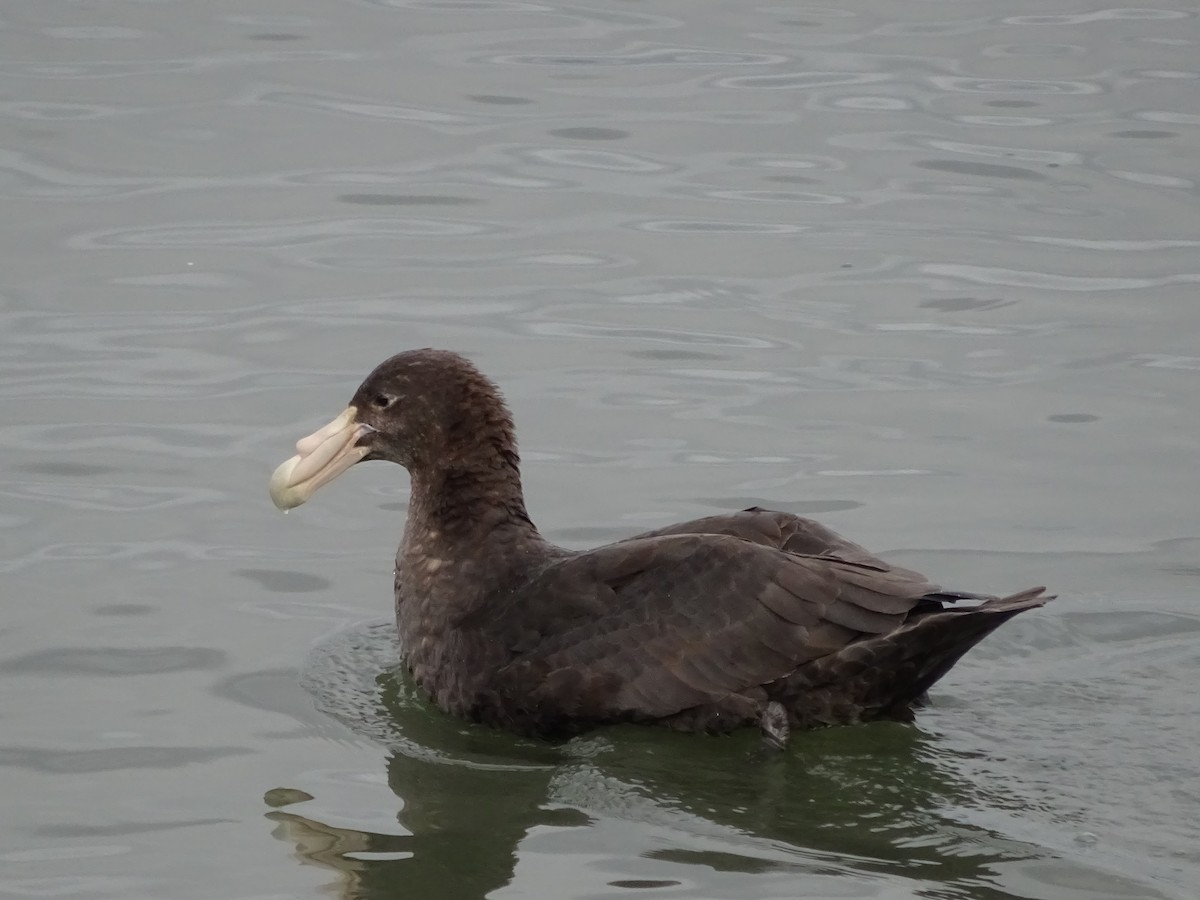 Southern Giant-Petrel - ML647377239