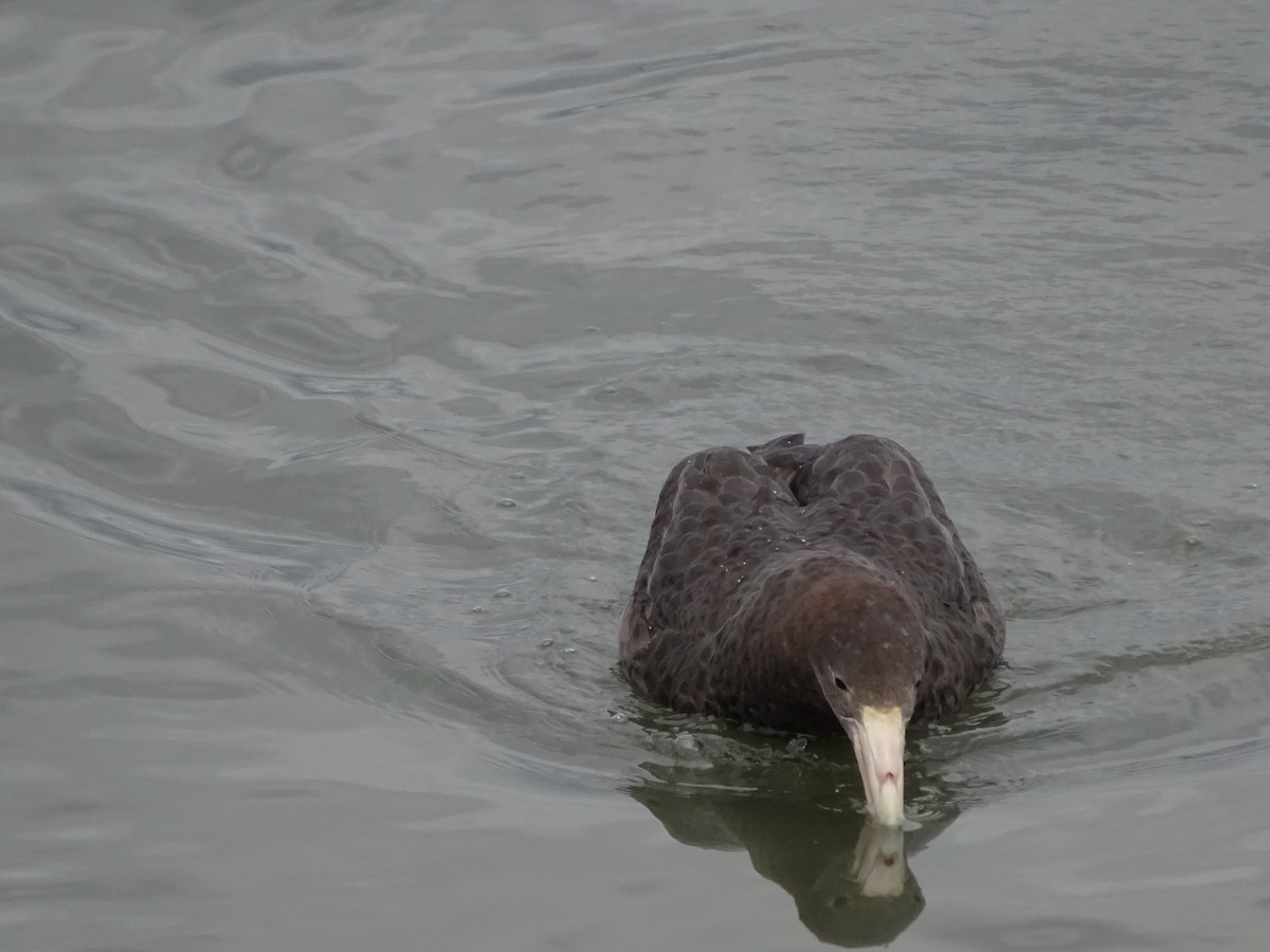 Southern Giant-Petrel - ML647377240