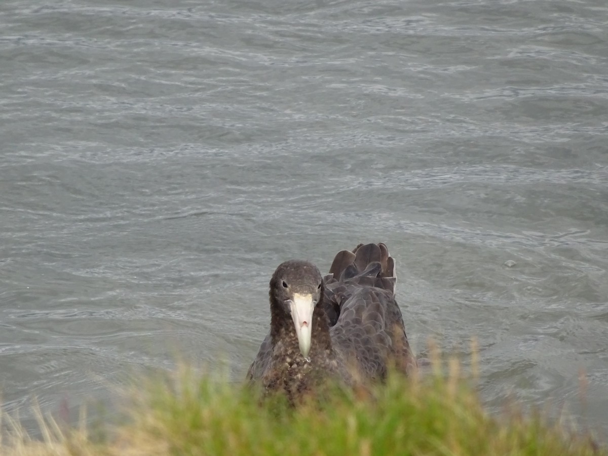 Southern Giant-Petrel - ML647377241