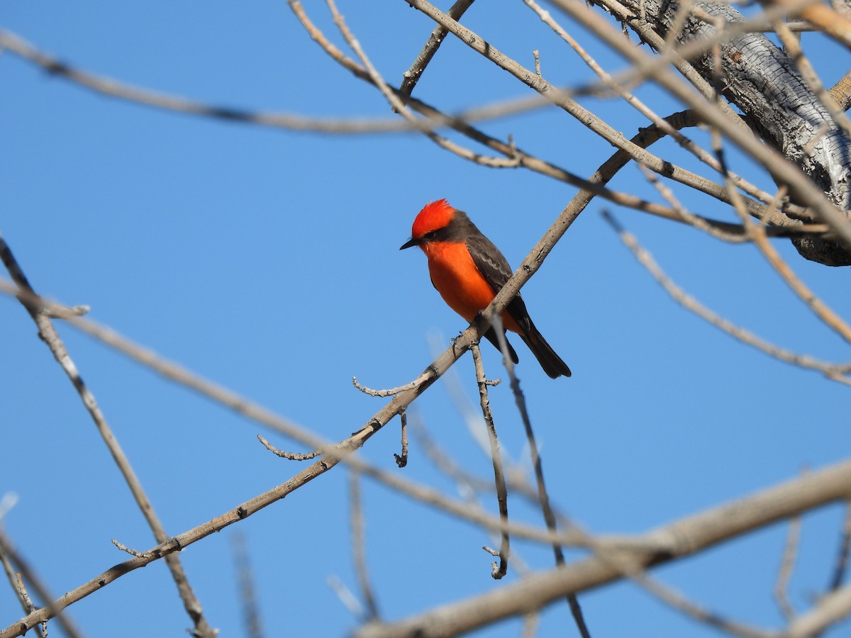 Vermilion Flycatcher - ML647377242