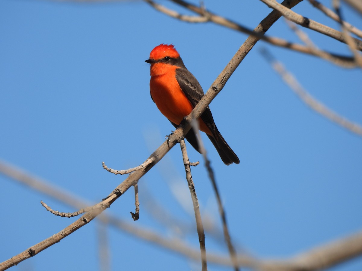 Vermilion Flycatcher - ML647377243