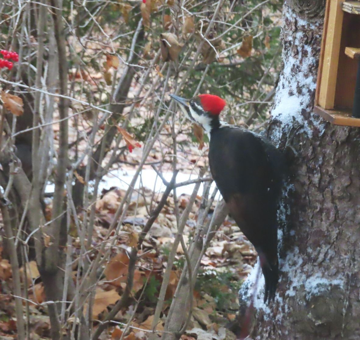 Pileated Woodpecker - ML647377244