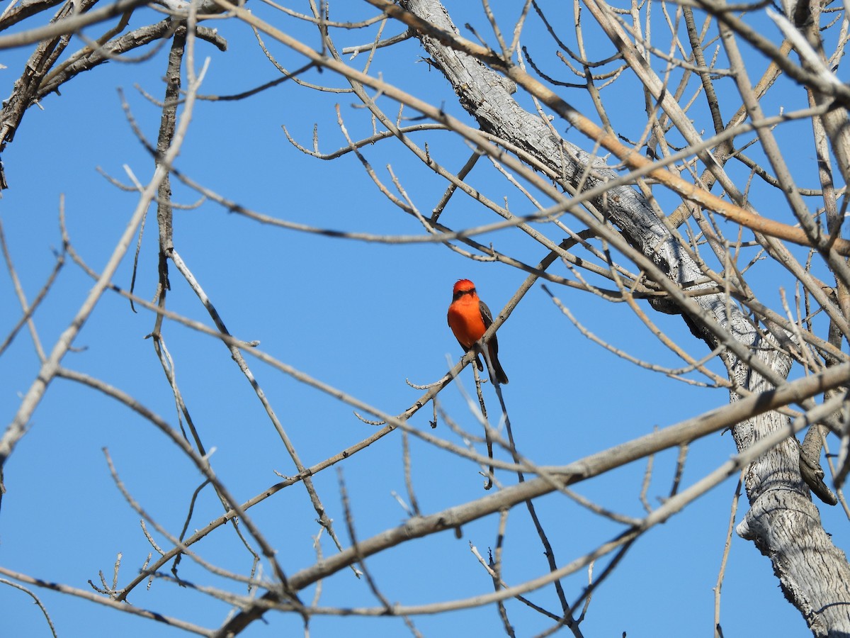 Vermilion Flycatcher - ML647377245