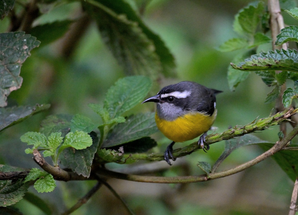 Sucrier à ventre jaune - ML647377249