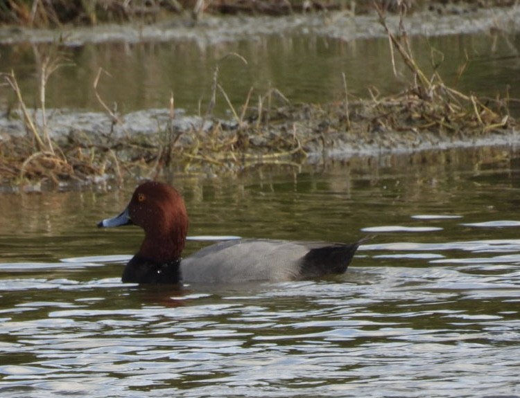 Redhead - ML647377255