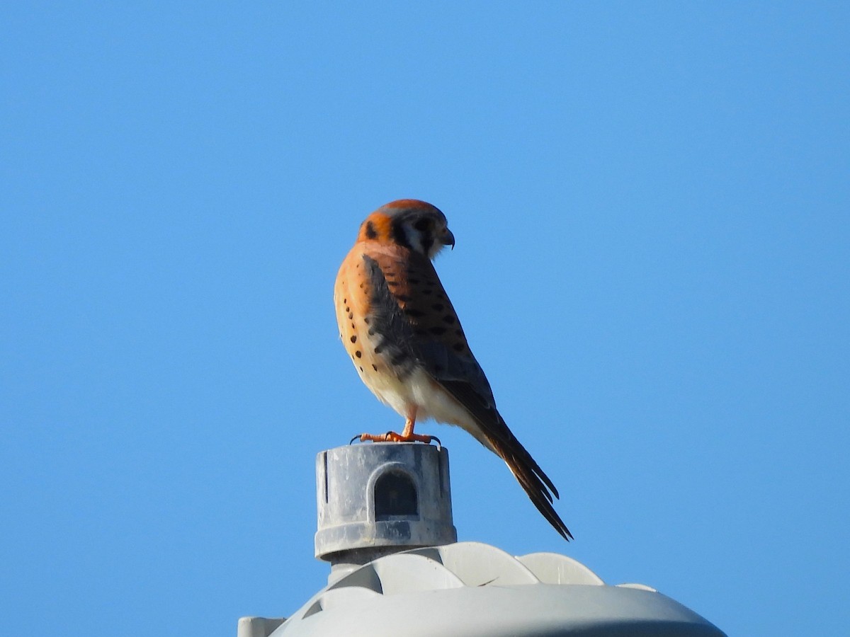 American Kestrel - ML647377263
