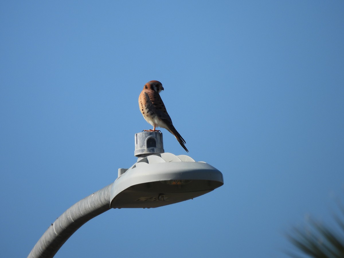 American Kestrel - ML647377264