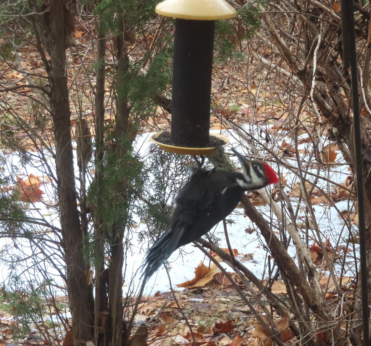 Pileated Woodpecker - ML647377267