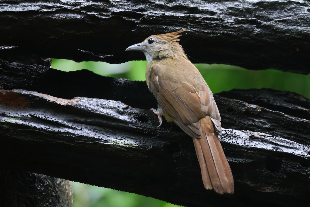 Ochraceous Bulbul - ML647377269