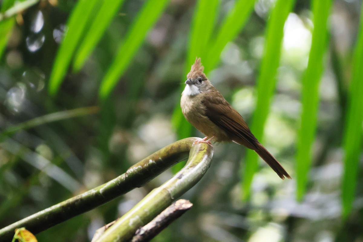 Ochraceous Bulbul - ML647377270