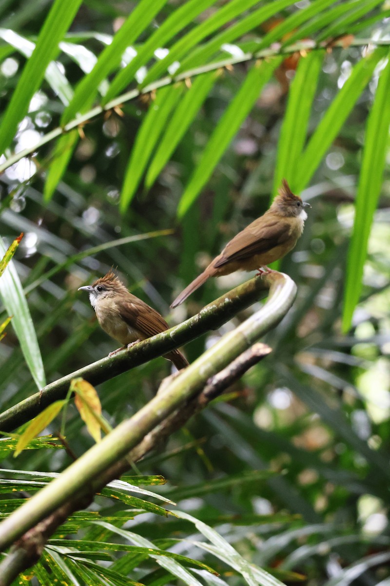 Ochraceous Bulbul - ML647377271