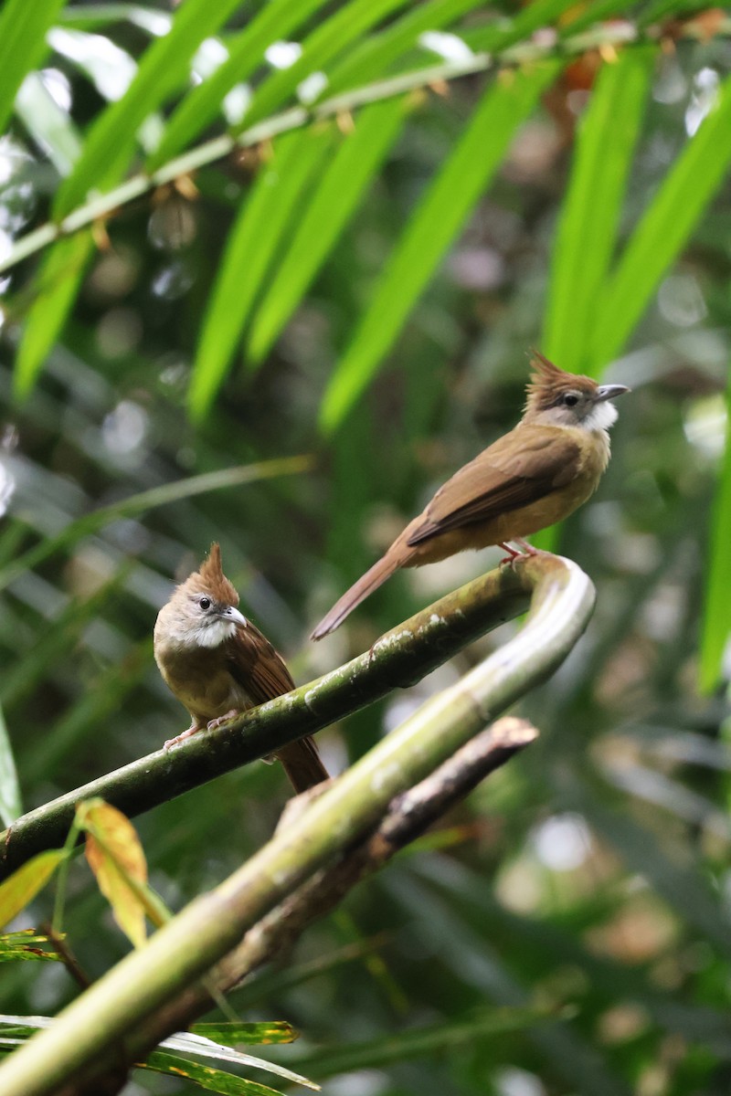 Ochraceous Bulbul - ML647377272
