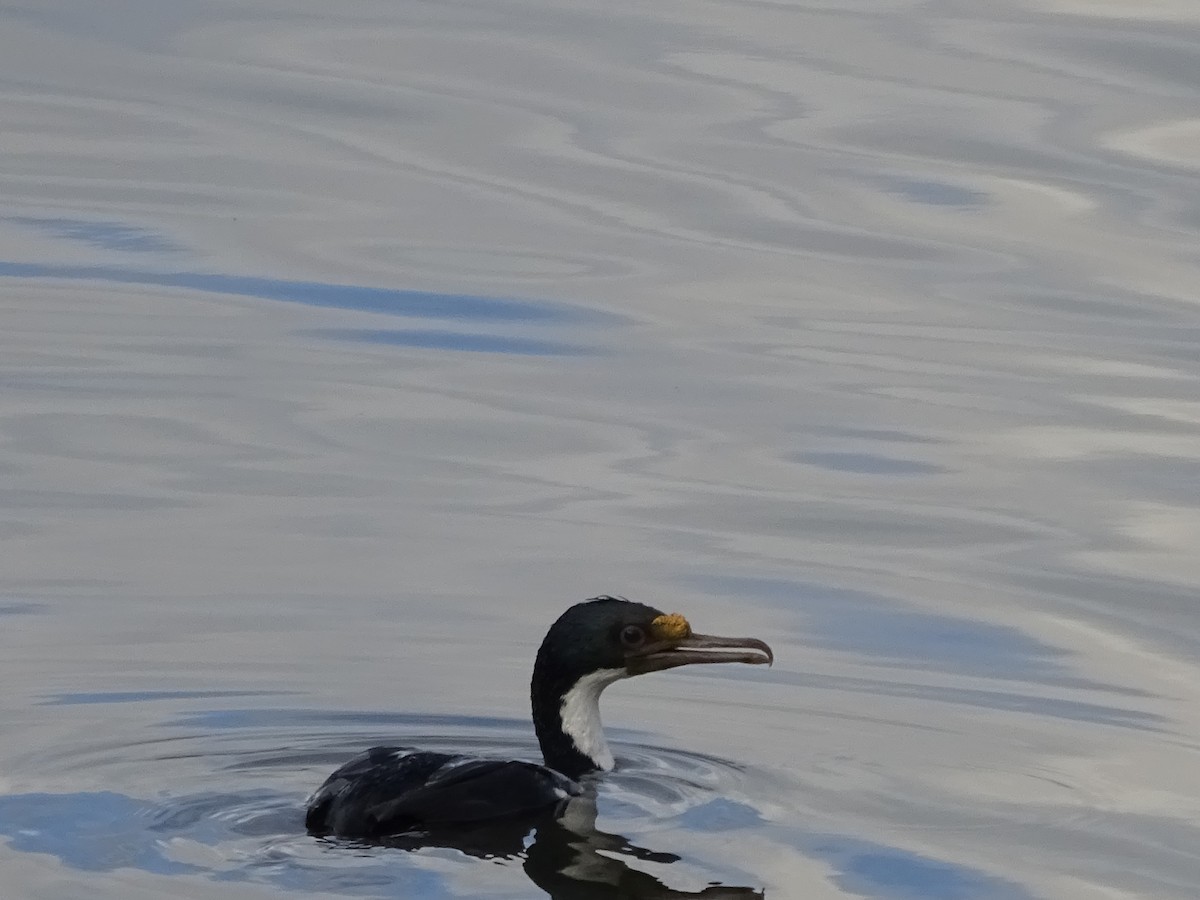 Imperial Cormorant (Imperial) - ML647377279