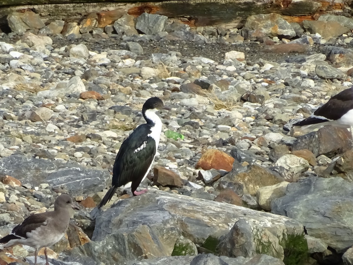 Imperial Cormorant (Imperial) - ML647377280