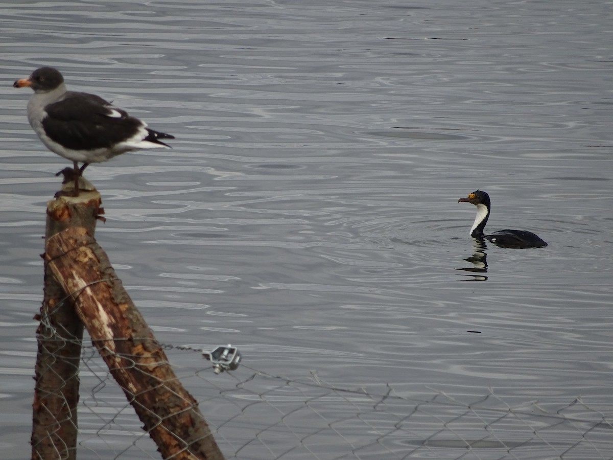 Imperial Cormorant (Imperial) - ML647377281