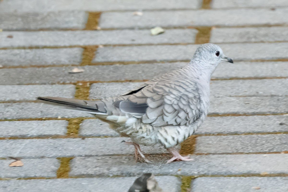 Inca Dove - ML647377296